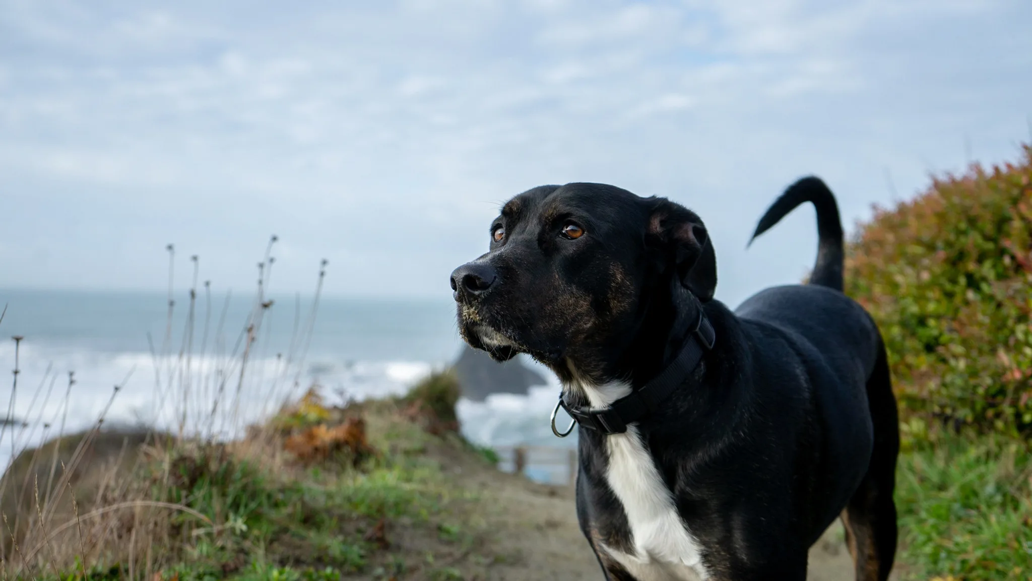 A black and white dog on a coastal bluff, alert and looking out toward the sea